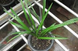 国产草b,绿色生态，引领未来农业发展新潮流